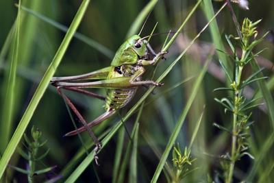 Bildnummer: 60546164  Datum: 22.08.2012  Copyright: imago/blickwinkelWarzenbeisser (Decticus verrucivorus), Weibchen sitzt an einem Grashalm, Deutschland, Bayern wart-biter, wart-biter bushcricket (Decticus verrucivorus), female sitting at blades of grass, Germany, Bavaria BLWS312279 xdp x0x 2012 quer Querformat Europa europaeisch Mitteleuropa mitteleuropaeisch Deutschland deutsch Westdeutschland westdeutsch Sueddeutschland sueddeutsch Bayern bayerisch bayerische bayerischer bayerisches bayrisch bayrische bayrischer bayrisches deutsche deutscher deutsches Tier Tiere Natur Insekt Insekten Heuschrecke Heuschrecken Springschrecke Springschrecken Springheuschrecke Springheuschrecken Saltatoria Langfuehlerschrecke Langfuehlerschrecken Laubheuschrecke Laubheuschrecken Ensifera Grashalm Grashalme Gras Halm Halme Grasstaengel Staengel Weibchen weiblich weibliche weiblicher weibliches Anpassung Tarnung Tarnungen Tarntracht Tarntrachten Mimese tarnen getarnt getarnte getarnter getarntes gut getarnt gut getarnte gut getarnter gut getarntes Einzeltier einzelnes Tier einzelne Tiere ein Tier 1 Tier einzeln einzelne einzelner einzelnes Wildlife Wildtier Wildtiere Fauna Ganzkoerperportraet Ganzkoerperportraets Ganzkoerperportrait Ganzkoerperportraits Ganzkoerperansicht Ganzkoerperansichten Seitenansicht von der Seite seitlich Nahaufnahme Nahaufnahmen horizontal format Europe European Central Europe Central European Germany German West of Germany Western German Southern Germany South German Bavaria Bavarian animal animals insect insects long-horned grasshopper long-horned grasshoppers blade of grass blades of grass stem stems spear spears female females adaptation camouflage protective resemblance mimesis camouflaged one animal single animal single animals 1 animal wild animal wild animals full-length portrait full-length portraits full length side view lateral closeup close up close-up view nature  60546164 Date 22 08 2012 Copyright Imago Angle Wart-biter Decticus verrucivorus Females sits to a Blade of grass Germany Bavaria Wait Biter Wait Biter bush cricket Decticus verrucivorus Female Sitting AT Blades of Gra? Germany Bavaria  XDP x0x 2012 horizontal Landscape Europe Eisch Europe Central Europe Central European Germany German West German country West Sueddeutschland South German Bavaria Bavarian Bayerische Bavarian Bavarian Bavarian Bavarian Bayrischer Bavarian German German German Animal Animals Nature Insect Insects Grasshopper Grasshoppers spring shrink jump scare Springheuschrecke Spring grasshoppers Saltatoria Langfuehlerschrecke Langfuehlerschrecken Laubheuschrecke Deciduous grasshoppers Ensifera Blade of grass Grass Grass Halm Halme Grasstaengel Stems Females female Female female Female Adjustment Camouflage Tarnungen Tarntracht Protective resemblance Mimesis Camouflage camouflaged Getarnte camouflage getarntes well camouflaged well Getarnte well camouflage well getarntes Individual animal single Animal Individuals Animals a Animal 1 Animal single Individuals single single Wildlife Wild animal Wild animals Fauna Ganzkoerperportraet Ganzkoerperportraets ganzkoerperportrait ganzkoerperportraits Ganzkoerperansicht  Side view from the Side the side Close-up Close-ups horizontally Format Europe European Central Europe Central European Germany German WEST of Germany Western German Southern Germany South German Bavaria Bavarian Animal Animals Insect insects Long Horned Grasshopper Long Horned grasshoppers Blade of Gra? Blades of Gra? Stem stems Spear Spears Female females Adaptation Camouflage Protective resemblance mimesis Camouflaged One Animal Single Animal Single Animals 1 Animal Wild Animal Wild Animals Full length Portrait Full length Portraits Full length Side View Lateral closeup Close up Close up View Nature-stock-foto