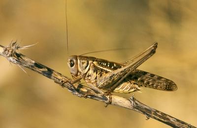 Warzenbeisser Decticus verrucivorus Maennchen Deutschland wart biter wart biter bushcricket De-stock-foto