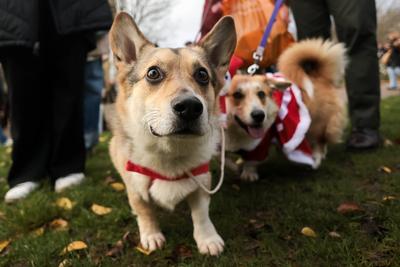 Christmas Jumper Corgi Parade-stock-foto