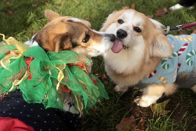 Christmas Jumper Corgi Parade-stock-foto