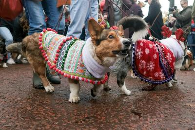 Christmas Jumper Corgi Parade-stock-foto
