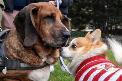 Christmas Jumper Corgi Parade-stock-foto