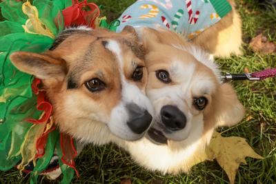 Christmas Jumper Corgi Parade-stock-foto