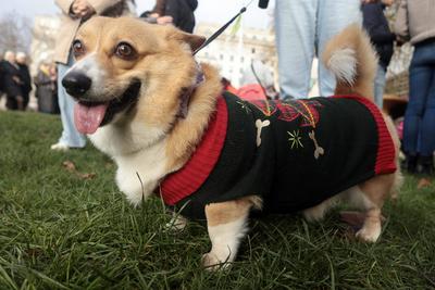 Christmas Jumper Corgi Parade-stock-foto