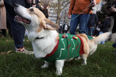 Christmas Jumper Corgi Parade-stock-foto