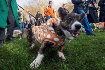 Christmas Jumper Corgi Parade-stock-foto