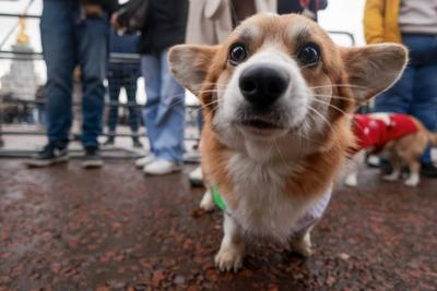 Christmas Jumper Corgi Parade-stock-foto