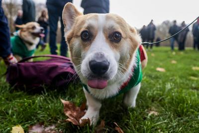 Christmas Jumper Corgi Parade-stock-foto