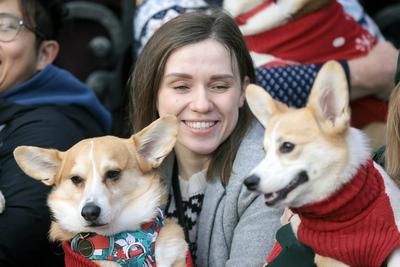 Christmas Jumper Corgi Parade-stock-foto