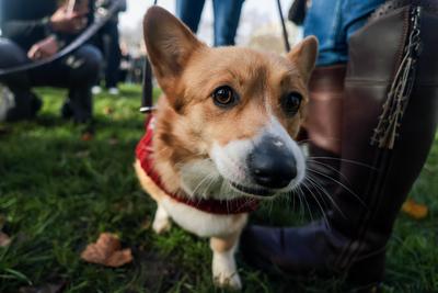 Christmas Jumper Corgi Parade-stock-foto