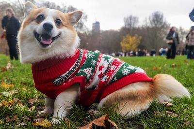 Christmas Jumper Corgi Parade-stock-foto