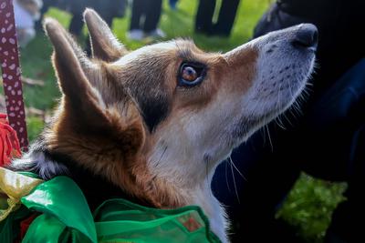 Christmas Jumper Corgi Parade-stock-foto