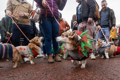 Christmas Jumper Corgi Parade-stock-foto