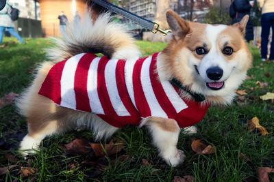 Christmas Jumper Corgi Parade-stock-foto