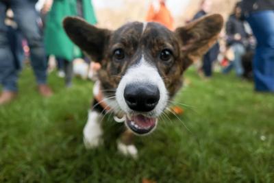 Christmas Jumper Corgi Parade-stock-foto