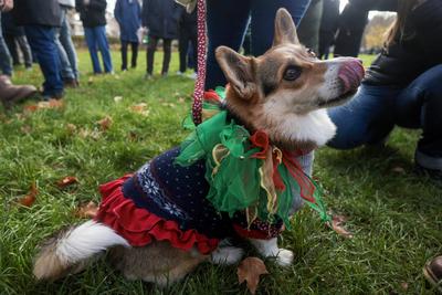 Christmas Jumper Corgi Parade-stock-foto