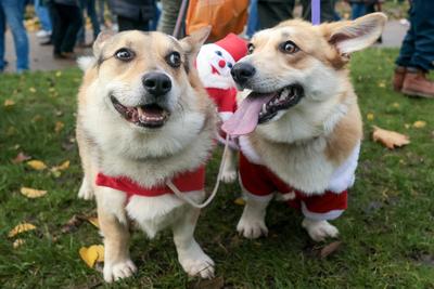 Christmas Jumper Corgi Parade-stock-foto
