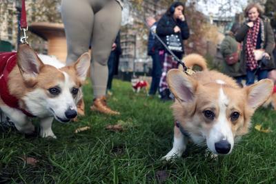 Christmas Jumper Corgi Parade-stock-foto