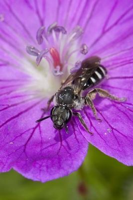Bildnummer: 58324368  Datum: 08.08.2012  Copyright: imago/blickwinkelFurchenbiene, Furchen-Biene, Schmalbiene, Schmal-Biene (Lasioglossum cf. costulatum, Lasioglossum spec), neim Bluetenbesuch, Deutschland Sweat bee, European halictid bee (Lasioglossum cf. costulatum, Lasioglossum spec), on a flower, Germany BLWS311899 x0x xsk 2012 hoch Hymenoptera Hymenopteren Insekt Insekten Wildbiene Wildbienen Tier Tiere Hautfluegler Biene Bienen Furchenbiene Furchen-Biene Furchenbienen Furchen-Bienen Solitaerbiene Solitaerbienen Solitaer-Biene Solitaer-Bienen Halictidae Schmalbiene Schmal-Biene Schmalbienen Schmal-Bienen sitzen sitzend sitzt sitzender sitzende sitzendes Einzeltier einzelnes Tier einzelne Tiere ein Tier 1 Tier einzeln einzelne einzelner einzelnes Ganzkoerperportraet Ganzkoerperportraets Ganzkoerperportrait Ganzkoerperportraits Ganzkoerperansicht Ganzkoerperansichten Wildlife Wildtier Wildtiere Fauna Fauna Deutschlands Wildtier Deutschlands Wildtiere Deutschlands bluehen bluehend bluehende bluehender bluehendes blueht Bluete mit Bluete mit Blueten Blume Blumen violette Bluete violette Blueten lila Bluete lila Blueten Blueten lila violett violette violettes violetter mit lila Bluete mit lila Blueten mit violetter Bluete mit violetten Blueten Frontalansicht Vorderansicht von vorne frontal Hochformat Europa europaeisch Mitteleuropa mitteleuropaeisch Deutschland deutsch deutsche deutscher deutsches animal animals insect insects hymenopteran hymenopterans wild bee wild bees sitting sits one animal single animal single animals 1 animal full-length portrait full-length portraits full length wild animal wild animals fauna of Germany wild animal of Germany wild animals of Germany blooming flourishing flowering flowers flower bloom with flower with flowers lilac blossom lilac blossoms violet blossom violet blossoms lilac flower lilac flowers violet flower violet flowers blossom blossoms lilac violet with violet flower with violet flowers front view from the front vertical format Europe European Central Europe Central European Germany German  58324368 Date 08 08 2012 Copyright Imago Angle Furchenbiene Furrows Bee small bee narrow Bee Lasioglossum CF  Lasioglossum Spec  Bluetenbesuch Germany Sweat Bee European halictid Bee Lasioglossum CF  Lasioglossum Spec ON a Flower Germany  x0x xSK 2012 vertical Hymenoptera Hymenoptera Insect Insects Wild bee Wild bees Animal Animals Hymenoptera Bee Bees Furchenbiene Furrows Bee grout grave wasp furrow bee Furrows Bees   solitaer Bee solitaer Bees  small bee narrow Bee small bees narrow Bees sit seated sits seated Sitting Head end Individual animal single Animal Individuals Animals a Animal 1 Animal single Individuals single single Ganzkoerperportraet Ganzkoerperportraets ganzkoerperportrait ganzkoerperportraits Ganzkoerperansicht  Wildlife Wild animal Wild animals Fauna Fauna Germany Wild animal Germany Wild animals Germany bloom flowering flourishing flowering flowering flourishing Bluete with Bluete with Flowers Flower Flowers Violette Bluete Violette Flowers purple Bluete purple Flowers Flowers purple Violet Violette violet violet with purple Bluete with purple Flowers with violet Bluete with violet Flowers Frontview Front from front Frontal Portrait Europe Eisch Europe Central Europe Central European Germany German German German German Animal Animals Insect insects hymenopteran hymenopterans Wild Bee Wild Bees Sitting sits One Animal Single Animal Single Animals 1 Animal Full length Portrait Full length Portraits Full length Wild Animal Wild Animals Fauna of Germany Wild Animal of Germany Wild Animals of Germany blooming flourishing flowering Flowers Flower Bloom With Flower With Flowers lilac Blossom lilac Blossoms Violet Blossom Violet Blossoms lilac Flower lilac Flowers Violet Flower Violet Flowers Blossom Blossoms lilac Violet With Violet Flower With Violet Flowers Front View from The Front Vertical Format Europe European Central Europe Central European Germany German-stock-foto