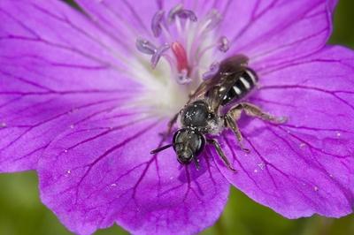Bildnummer: 58324369  Datum: 08.08.2012  Copyright: imago/blickwinkelFurchenbiene, Furchen-Biene, Schmalbiene, Schmal-Biene (Lasioglossum cf. costulatum, Lasioglossum spec), neim Bluetenbesuch, Deutschland Sweat bee, European halictid bee (Lasioglossum cf. costulatum, Lasioglossum spec), on a flower, Germany BLWS311900 x0x xsk 2012 quer Hymenoptera Hymenopteren Insekt Insekten Wildbiene Wildbienen Tier Tiere Hautfluegler Biene Bienen Furchenbiene Furchen-Biene Furchenbienen Furchen-Bienen Solitaerbiene Solitaerbienen Solitaer-Biene Solitaer-Bienen Halictidae Schmalbiene Schmal-Biene Schmalbienen Schmal-Bienen sitzen sitzend sitzt sitzender sitzende sitzendes Einzeltier einzelnes Tier einzelne Tiere ein Tier 1 Tier einzeln einzelne einzelner einzelnes Ganzkoerperportraet Ganzkoerperportraets Ganzkoerperportrait Ganzkoerperportraits Ganzkoerperansicht Ganzkoerperansichten Wildlife Wildtier Wildtiere Fauna Fauna Deutschlands Wildtier Deutschlands Wildtiere Deutschlands bluehen bluehend bluehende bluehender bluehendes blueht Bluete mit Bluete mit Blueten Blume Blumen violette Bluete violette Blueten lila Bluete lila Blueten Blueten lila violett violette violettes violetter mit lila Bluete mit lila Blueten mit violetter Bluete mit violetten Blueten Frontalansicht Vorderansicht von vorne frontal Europa europaeisch Mitteleuropa mitteleuropaeisch Deutschland deutsch deutsche deutscher deutsches Querformat animal animals insect insects hymenopteran hymenopterans wild bee wild bees sitting sits one animal single animal single animals 1 animal full-length portrait full-length portraits full length wild animal wild animals fauna of Germany wild animal of Germany wild animals of Germany blooming flourishing flowering flowers flower bloom with flower with flowers lilac blossom lilac blossoms violet blossom violet blossoms lilac flower lilac flowers violet flower violet flowers blossom blossoms lilac violet with violet flower with violet flowers front view from the front Europe European Central Europe Central European Germany German horizontal format  58324369 Date 08 08 2012 Copyright Imago Angle Furchenbiene Furrows Bee small bee narrow Bee Lasioglossum CF  Lasioglossum Spec  Bluetenbesuch Germany Sweat Bee European halictid Bee Lasioglossum CF  Lasioglossum Spec ON a Flower Germany  x0x xSK 2012 horizontal Hymenoptera Hymenoptera Insect Insects Wild bee Wild bees Animal Animals Hymenoptera Bee Bees Furchenbiene Furrows Bee grout grave wasp furrow bee Furrows Bees   solitaer Bee solitaer Bees  small bee narrow Bee small bees narrow Bees sit seated sits seated Sitting Head end Individual animal single Animal Individuals Animals a Animal 1 Animal single Individuals single single Ganzkoerperportraet Ganzkoerperportraets ganzkoerperportrait ganzkoerperportraits Ganzkoerperansicht  Wildlife Wild animal Wild animals Fauna Fauna Germany Wild animal Germany Wild animals Germany bloom flowering flourishing flowering flowering flourishing Bluete with Bluete with Flowers Flower Flowers Violette Bluete Violette Flowers purple Bluete purple Flowers Flowers purple Violet Violette violet violet with purple Bluete with purple Flowers with violet Bluete with violet Flowers Frontview Front from front Frontal Europe Eisch Europe Central Europe Central European Germany German German German German Landscape Animal Animals Insect insects hymenopteran hymenopterans Wild Bee Wild Bees Sitting sits One Animal Single Animal Single Animals 1 Animal Full length Portrait Full length Portraits Full length Wild Animal Wild Animals Fauna of Germany Wild Animal of Germany Wild Animals of Germany blooming flourishing flowering Flowers Flower Bloom With Flower With Flowers lilac Blossom lilac Blossoms Violet Blossom Violet Blossoms lilac Flower lilac Flowers Violet Flower Violet Flowers Blossom Blossoms lilac Violet With Violet Flower With Violet Flowers Front View from The Front Europe European Central Europe Central European Germany German horizontally Format-stock-foto