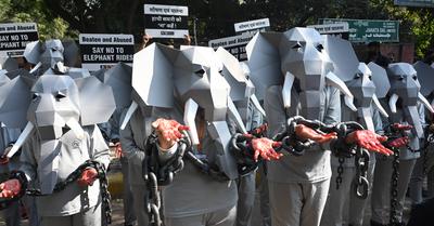 PETA India Protest Against Elephant Rides-stock-foto