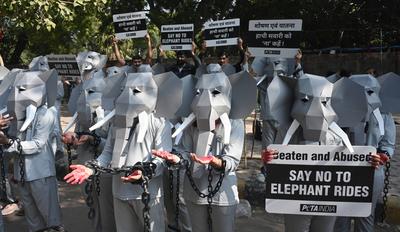 PETA India Protest Against Elephant Rides-stock-foto