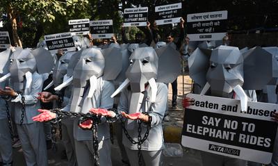 PETA India Protest Against Elephant Rides-stock-foto