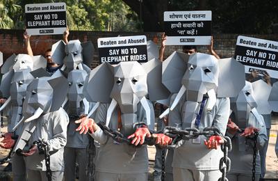 PETA India Protest Against Elephant Rides-stock-foto