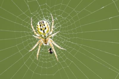 Streifenkreuzspinne Streifen Kreuzspinne Mangora acalypha im Netz Ungarn lined orbweaver Mango-stock-foto