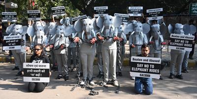 PETA India Protest Against Elephant Rides-stock-foto