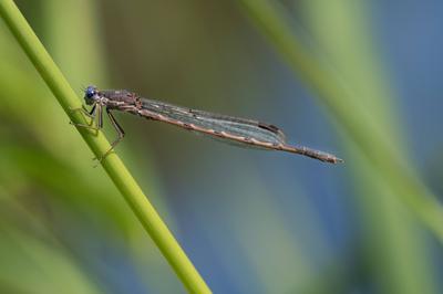 Nahaufnahme einer gew?hnlichen Winterlibelle (Sympecma fusca), die im Sommer auf einem gr?nen St?ngel sitzt. Das Wasser und die langen gr?nen Gr?ser schimmern im Hintergrund blau.-stock-foto