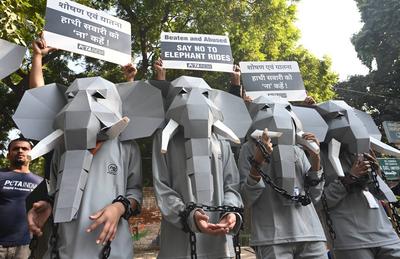 PETA India Protest Against Elephant Rides-stock-foto