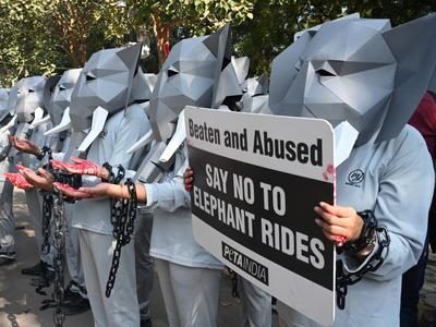 PETA India Protest Against Elephant Rides-stock-foto
