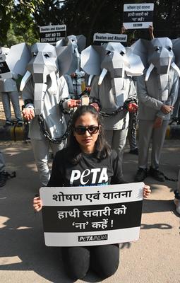 PETA India Protest Against Elephant Rides-stock-foto