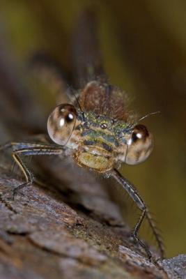 Winterlibelle Gemeine Winterlibelle Sympecma fusca Portraet Vorderansicht Deutschland winter d-stock-foto