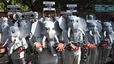 PETA India Protest Against Elephant Rides-stock-foto