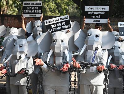 PETA India Protest Against Elephant Rides-stock-foto