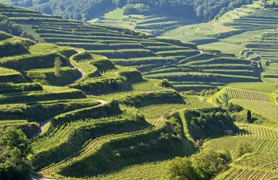 Kleinterrassiger Spalieranbau von Weinst?cken im erosionsanf?lligen L?ssboden des Kaiserstuhl Gebiets, Einzellage Oberbe-stock-foto