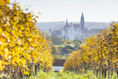 Nordansicht von Albrechtsburg und Dom mit Weinbergen mit gelbem Weinlaub im Herbst, Mei?en, Sachsen, Deutschland *** Nor-stock-foto