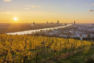 sunrise at Vienna, vineyards, river Donau (Danube), tower Donauturm, DC Tower 1, Millennium Tower, view from hill Nu?ber-stock-foto
