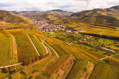 German wine culture landscape in autumn most beautiful hiking areas drone aerial view from Autumn colored vineyards in t-stock-foto