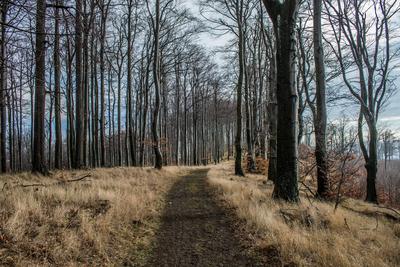 Tél a Börzsönyben-stock-foto