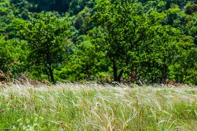 Árvalányhaj (Stipa) egy tisztáson  Nagymaros felett a  Börzsönyben-stock-foto