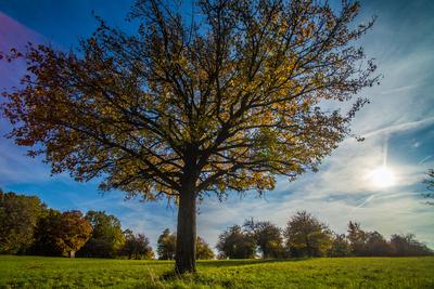 Magányos fa Visegrád közelében-stock-foto