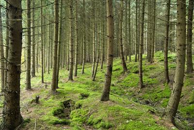 A Hársastó és környéke, Szentgotthárd-stock-foto