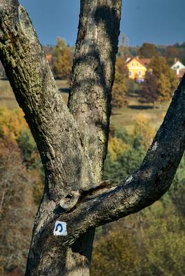 Szalafő, Pityerszer-stock-foto