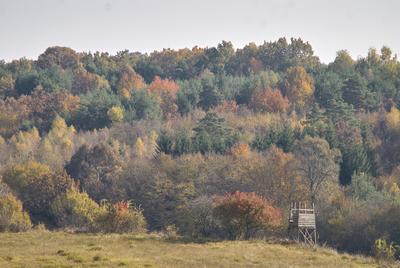 Őszi erdő az Örségben-stock-foto