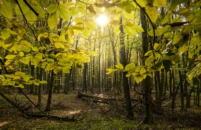Őszi erdő az Őrségben-stock-foto