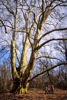 Alcsúti Arborétum-stock-foto