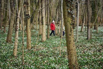Alcsúti Arborétum-stock-foto